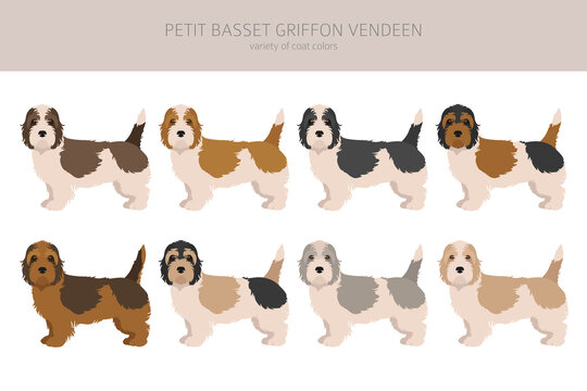 Petit Basset Griffon Vendeen clipart. Different poses, coat colors set