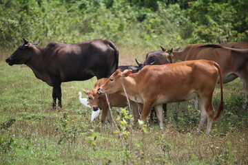 Calfs in the field looking some grass to eat