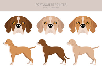 Portuguese Pointer clipart. Different poses, coat colors set