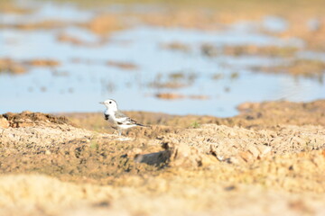 japanese pied wagtail, color, beauty, wings, tree, bath, exotic, sandy, spain, countryside, motacilla alba alba, passerine, closeup, background, fauna, cute, black, water, alba, pied wagtail