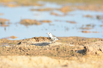 japanese pied wagtail, color, beauty, wings, tree, bath, exotic, sandy, spain, countryside,...