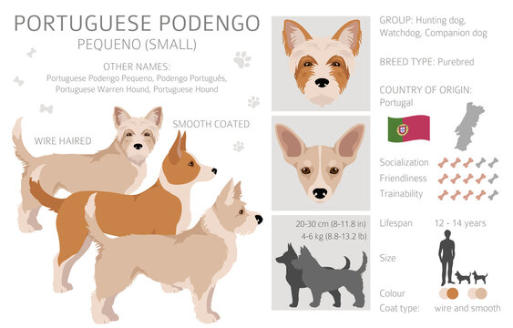 Portuguese Podengo Pequeno clipart. Different poses, coat colors set