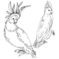 Vector Sky bird cockatoo in a wildlife. Black and white engraved ink art. Isolated parrot illustration element. © Fratila