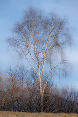 A birch plant in the meadow
