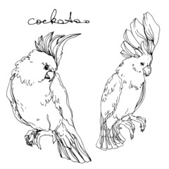 Vector Sky bird cockatoo in a wildlife isolated. Black and white engraved ink art. Isolated parrot illustration element. © Fratila
