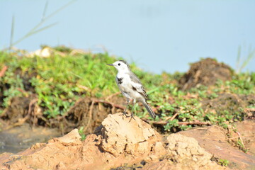 japanese pied wagtail, color, beauty, wings, tree, bath, exotic, sandy, spain, countryside,...