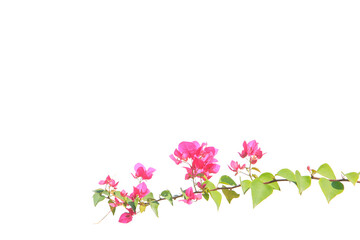 Obraz na płótnie Canvas bougainvilleas isolated on white background. save with clipping path.