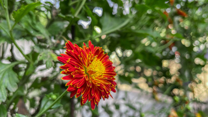 Chrysanthemum red flower at the garden