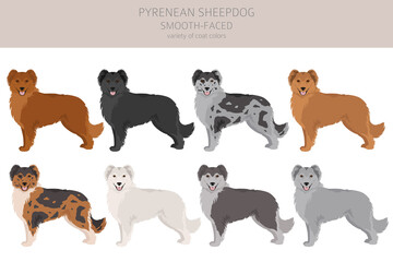 Pyrenean sheepdog, smooth faced clipart. Different poses, coat colors set