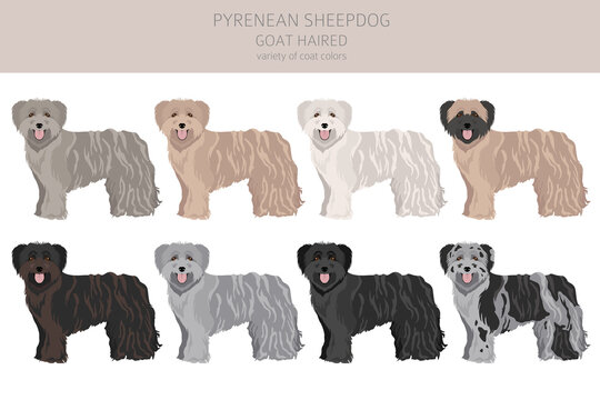 Pyrenean sheepdog, goat haired clipart. Different poses, coat colors set
