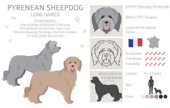 Pyrenean sheepdog, longhaired clipart. Different poses, coat colors set