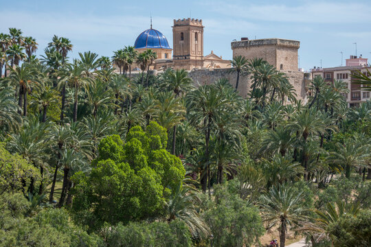 Palmeral con vista del Palacio de Altamira y la Bas&iacute;lica de Santa Mar&iacute;a en la ciudad de Elche, provincia de Alicante, Espa&ntilde;a