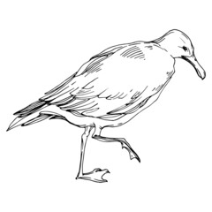 Sky bird seagull in a wildlife. Black and white engraved ink art. Isolated gull illustration element.