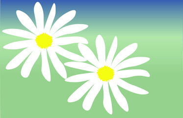 White daisies on mist background.