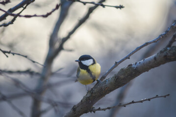 Great tit in a tree