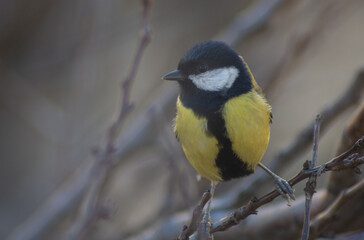 Great tit in a tree