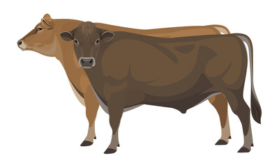 Bull Jersey - The Best Milk Cattle Breeds. Farm animals. Vector Illustration