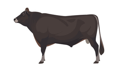 Bull Jersey - The Best Milk Cattle Breeds. Farm animals. Vector Illustration