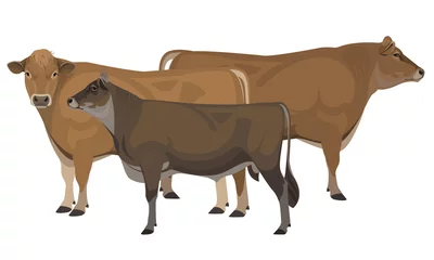 Fotobehang Bull Jersey - The Best Milk Cattle Breeds. Farm animals. Vector Illustration © happy_job