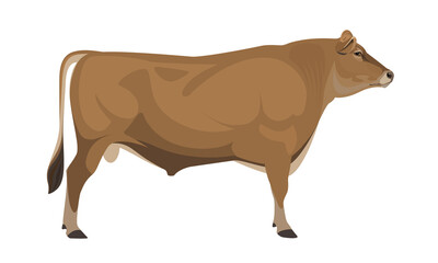 Bull Jersey - The Best Milk Cattle Breeds. Farm animals. Vector Illustration