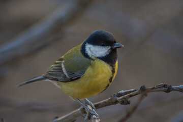 Obraz premium Great tit in a tree
