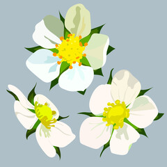 Strawberry white flowers vector illustration