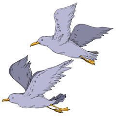 Vector Sky bird seagull isolated. Black and white engraved ink art. Isolated seagull illustration element.