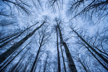 widok w górę na piękny mroczny las, korona drzew