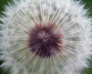 Naklejka premium Macro image of colorful flowers forming abstract backgrounds and designs showing patterns and lines in nature Lake Atitlan, Guatemala.