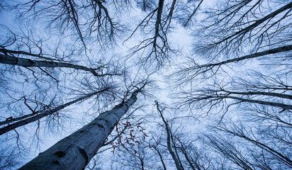 Fototapeta widok w górę na piękny mroczny las, korona drzew obraz