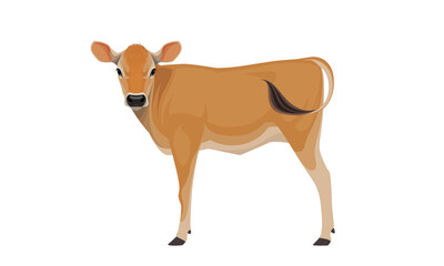 Calf Jersey - The Best Milk Cattle Breeds. Farm animals. Vector Illustration.