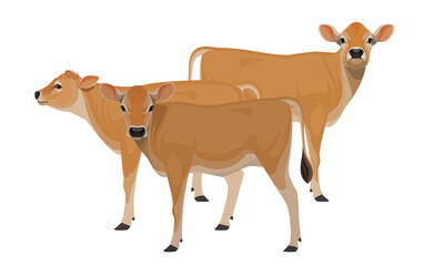 Calfs Jersey - The Best Milk Cattle Breeds. Farm animals. Vector Illustration.