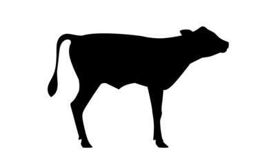 Calf Jersey Silhouette - The Best Milk Cattle Breeds. Farm animals. Vector Illustration.
