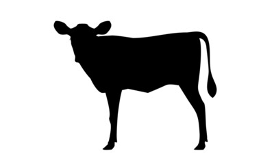 Calf Jersey Silhouette - The Best Milk Cattle Breeds. Farm animals. Vector Illustration.