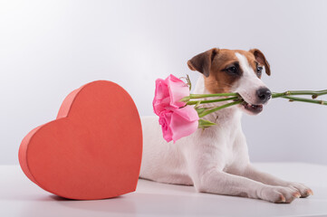 Portrait of funny dog Jack Russell Terrier with flowers in his teeth and boxes in the form of a heart. Valentine's day greeting card