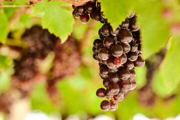 Closeup Shot bunch of grapes on blur foreground and back ground at Khao Yai Focus on Right Side