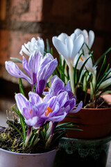 spring flowers in the pot