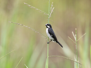 Lined Seedeater- Sporophila lineola - bigodinho