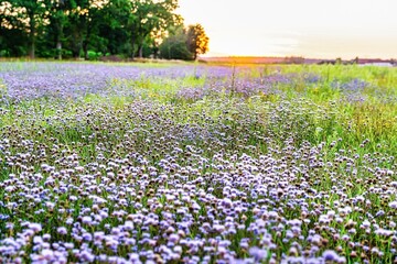Fototapeta premium field of flowers