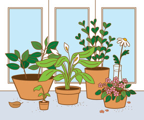 window with pot flowers