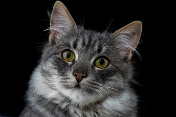 Black cat on a black background. Close-up view head and face of an elegant pet