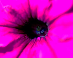Macro image of colorful flowers forming abstract backgrounds and designs showing patterns and lines in nature Lake Atitlan, Guatemala.