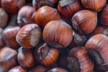 Hazelnuts in the shell. Round filbert, ripe fruit of a Corylus avellana hazel shrubs.