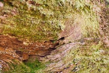木と苔が創る模様