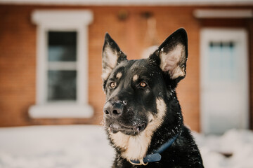 Shepherd Dogs In Winter