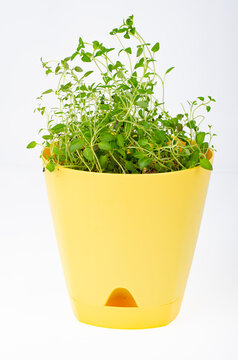Young green shoots of watercress in yellow pot. Studio Photo