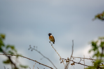 a male stonechat (Saxicola rubicola) perched on a tall winter flower stalk in a meadow, Salisbury Plain chalklands, Wiltshire UK