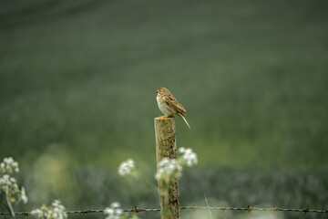close up of a corn bunting (Emberiza calandra) perched on a round wooden fence post