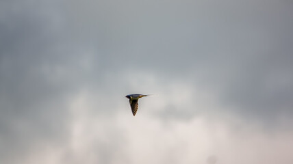 a swallow (Hirundo rustica) in flight showing iridescent plumage and colours against a winter cloud sky