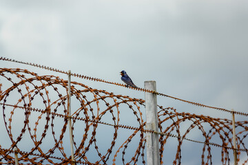 a swallow (Hirundo rustica) perched on top of razor wire, showing iridescent plumage and colours
